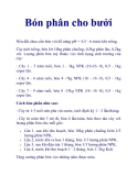 Bón phân cho bưởi