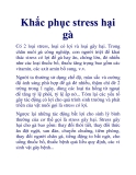 Khắc phục stress hại gà