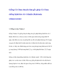 Giống Cà Chua chuyên làm gốc ghép Cà Chua chống bệnh héo rũ vi khuẩn