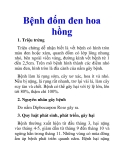 Bệnh đốm đen hoa hồng