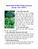 Bệnh khảm lá đậu tương (Soybean mosaic virus (SMV)