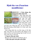 Bệnh lúa von (Fusarium moniliforme)