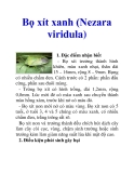 Bọ xít xanh (Nezara viridula)