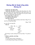 Hướng dẫn kỹ thuật trồng nhãn Hương chi