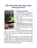 Rệp muội hại lạc, đậu tương (Aphis medicaginis Koch)