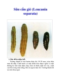 Sâu cắn gié (Leucania separata)