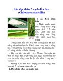 Sâu đục thân 5 vạch đầu đen (Chilotraea auricillis)