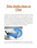 Tiêu chuẩn chọn cá Chọi