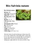 Bèo Salvinia natans