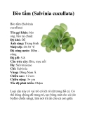 Bèo tấm (Salvinia cucullata)