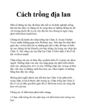 Cách trồng địa lan