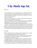 Cây thuốc bạc hà