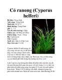 Cỏ ranong (Cyperus helferi)