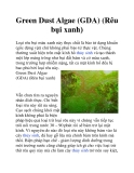 Green Dust Algae (GDA) (Rêu bụi xanh)