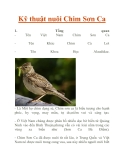 Kỹ thuật nuôi Chim Sơn Ca