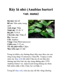 Ráy lá nhỏ (Anubias barteri var. nana)