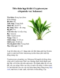 Tiêu thảo hẹp lá dài (Cryptocoryne crispatula var. balansae)