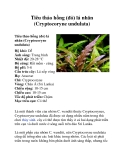 Tiêu thảo hồng (đỏ) lá nhăn (Cryptocoryne undulata)