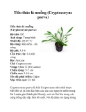 Tiêu thảo lá muỗng (Cryptocoryne parva)