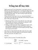 Trồng lan dễ hay khó