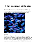 Cho cá neon sinh sản