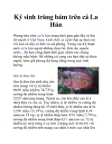 Ký sinh trùng bám trên cá La Hán