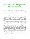 Lộc vừng: ưu - nhược điểm khi làm cây cảnh