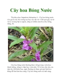 Cây hoa Bóng Nước