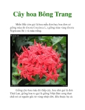 Cây hoa Bông Trang