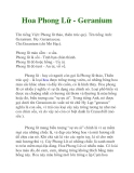 Hoa Phong Lữ - Geranium