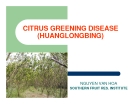 Báo cáo nghiên cứu khoa học " CITRUS GREENING DISEASE (HUANGLONGBING) "