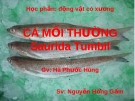 CÁ MỐI THƯỜNG