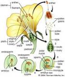 Thực vật có hoa - Nguyễn Nghĩa Thìn