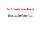 Tuyến trùng thân gỗ  Bursaphelenchus