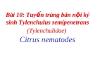 Tuyến trùng bán nội ký sinh Tylenchulus semipenetrans