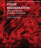 TISSUE REGENERATION – FROM BASIC BIOLOGY TO CLINICAL APPLICATION