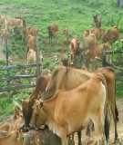 Báo cáo khoa học: Tình hình chăn nuôi và áp dụng các tiến bộ kỹ thuật trong nuôi dưỡng trâu bò tại huyện vĩnh tường - vĩnh phúc