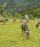 BÁO CÁO KHOA HỌC " HIỆN TRẠNG CHĂN NUÔI BÒ THỊT Ở NÔNG HỘ TẠI HUYỆN EAKAR TỈNH ĐẮKLẮK "