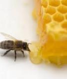 Sáp mật ong giúp chữa lành vết loét cho bệnh nhân tiểu đường