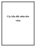 Cây bầu đất chữa tiêu viêm