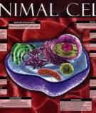 ANIMAL CELL