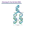 Chương IV. Sự tái bản DNA