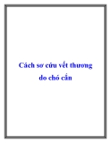 Cách sơ cứu vết thương do chó cắn