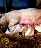 Sản xuất thức ăn tự chế cho lợn hiệu quả cao