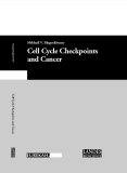 Cell Cycle Checkpoints and Cancer