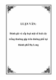 LUẬN VĂN:  Đánh giá và xếp loại một số loài cây trồng thường gặp trên đường phố tại thành phố Hạ Long