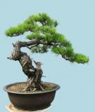 Kỹ thuật chăm sóc và tạo hình Bonsai