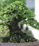 Ghép rễ bonsai