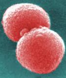 Streptococcus pneumoniae, Invasive Disease in children less than Five (5) years of age 