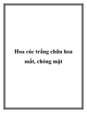 Hoa cúc trắng chữa hoa mắt, chóng mặt